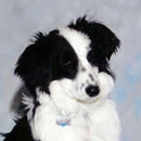 Bauble was adopted in February, 2005